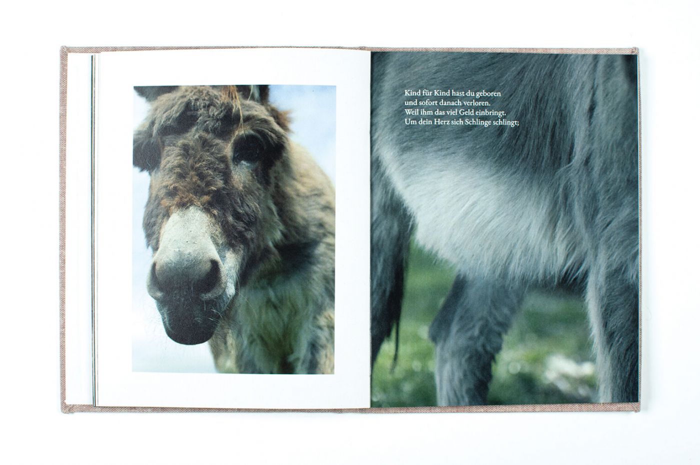 Ein Fotobuch, das ein Portrait eines Esels zeigt. 